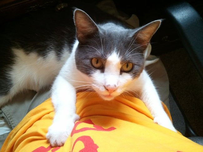 And He Shall Be A House Cat