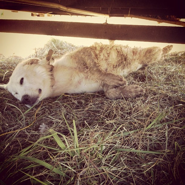 Postcards from Little Seed 6.25.12