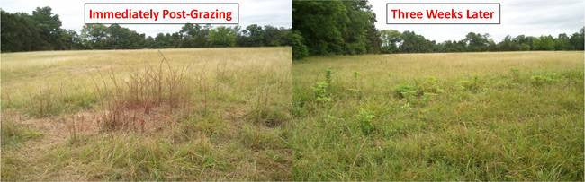 Rotationally Grazing Through the Drought