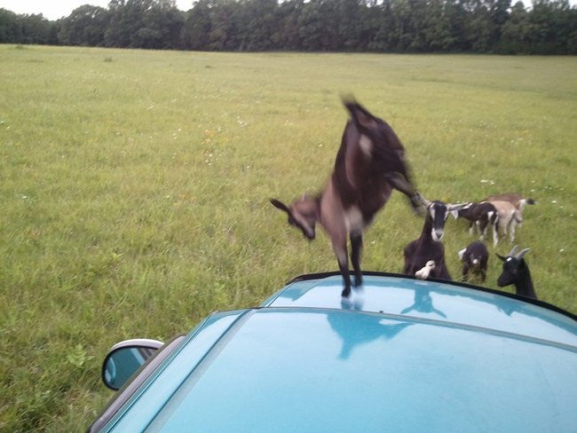Queen of the Truck Roof
