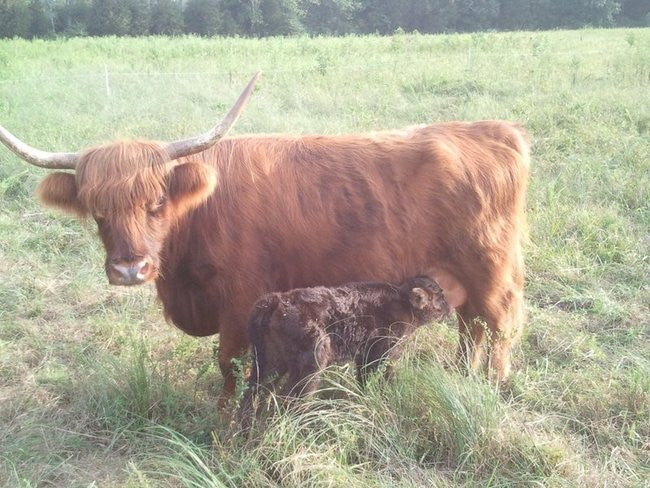 First Birth on the Farm - Janis' Calf (A Heifer, We Think)