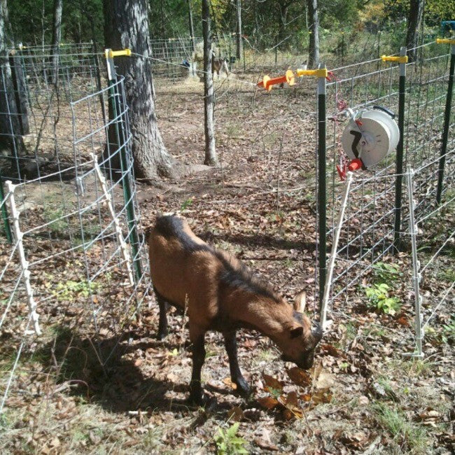 Bucks Get a Grazing Paddock