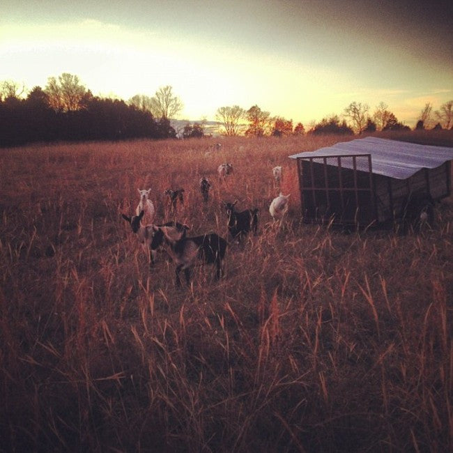 Switching to Once A Day Milking - Drying Off the Goats