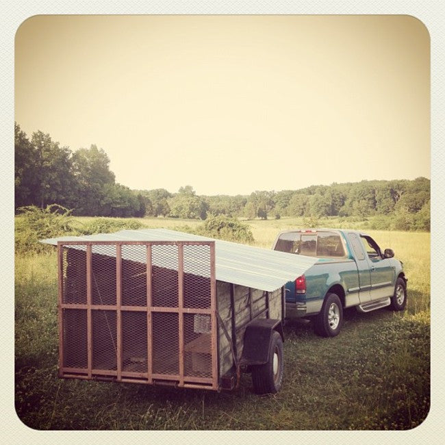 The End of the Guinea Mobile