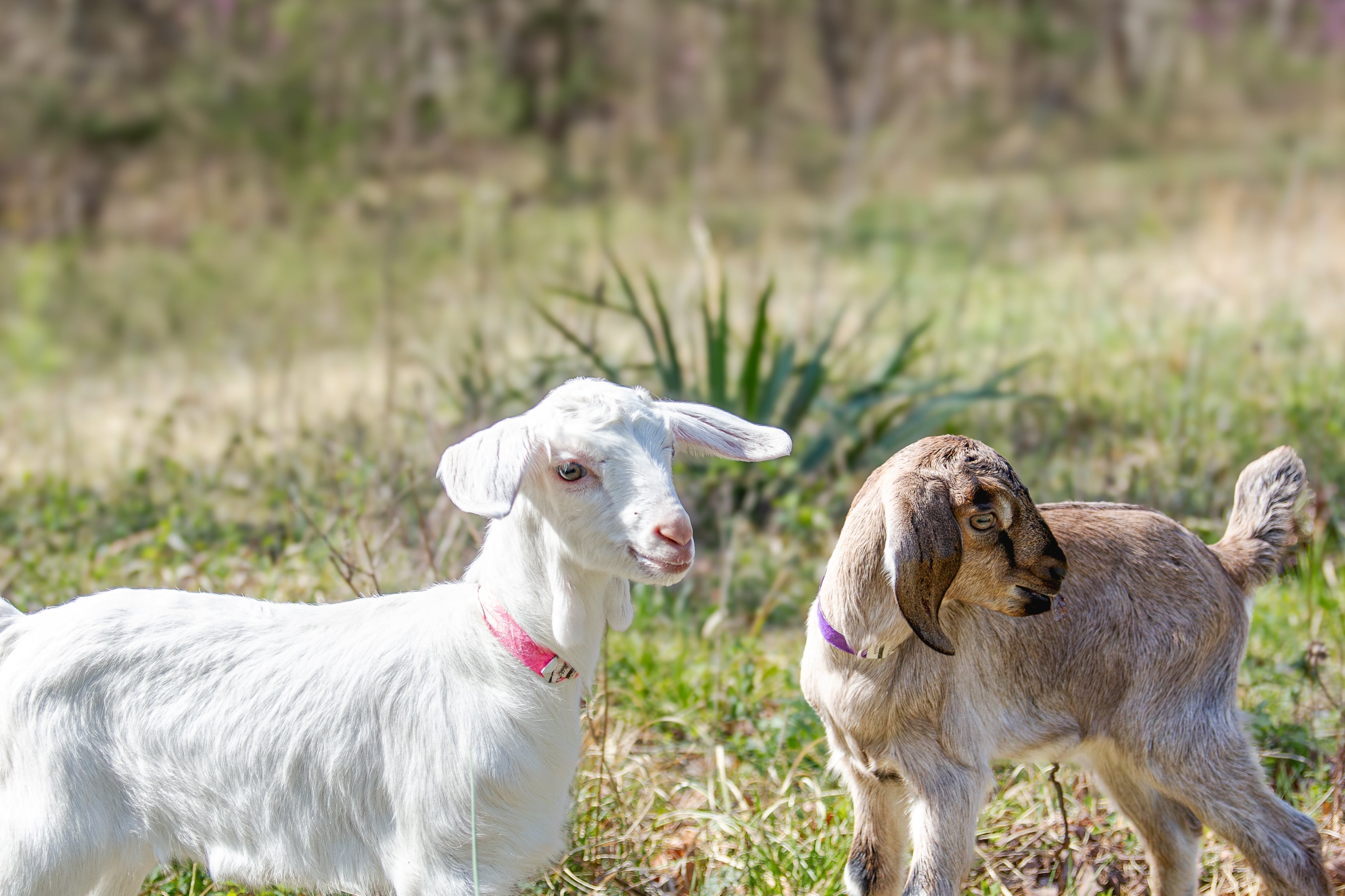 Baby Goats are Here! Help us name them.
