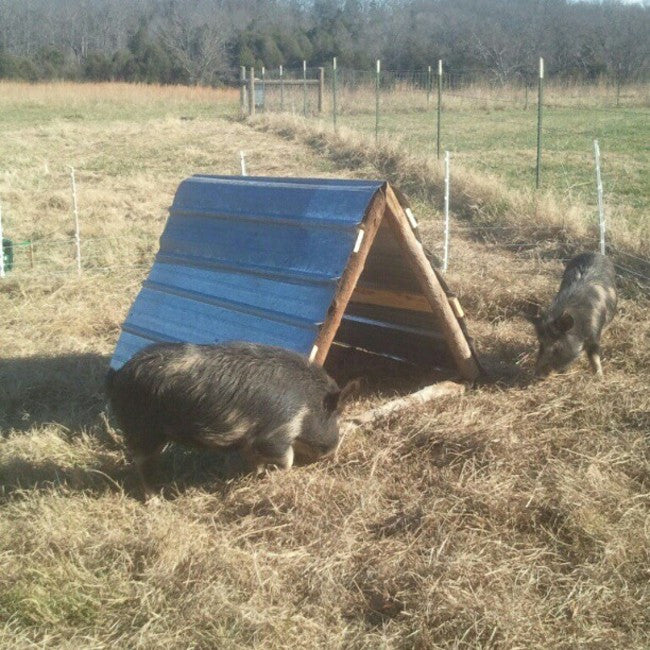 Pastured Pigs - Act One - At Last