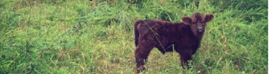 The Life of Joplin - Blowflies Strike