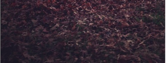 Farming as Reality, or Sweetbreads has a Chicken on Her Head