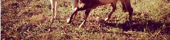 The Heat Is On - Our First Breeding Season Begins