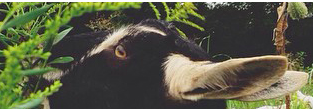 Goats For The Win!