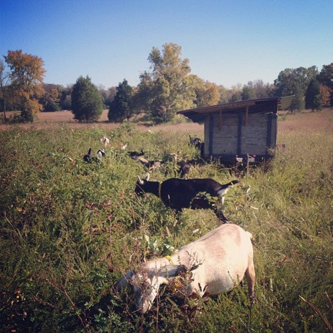 Will Goats Eat Anything? – Little Seed Farm