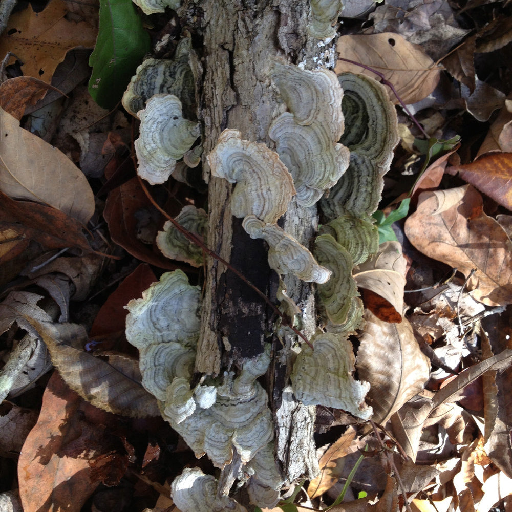 Come Walk With Me - Mushroom Foraging