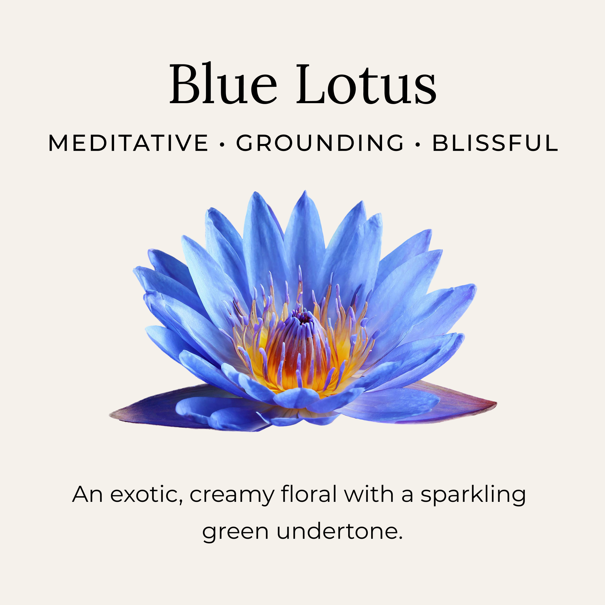 Blue Lotus scent description. Exotic, creamy floral with green undertone. Meditative, grounding, and blissful scent.