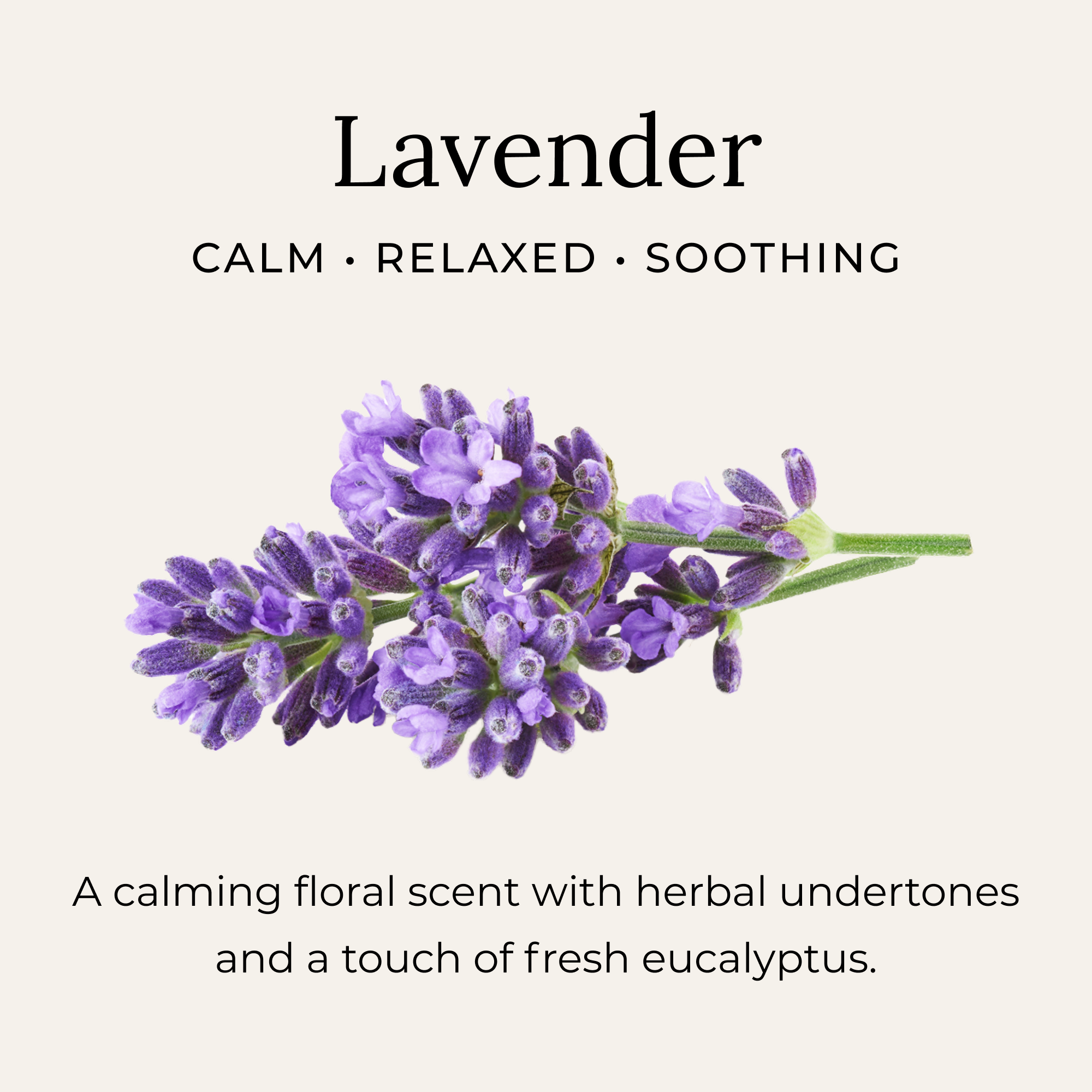 Lavender essential oil notes with calming aromatherapy and botanical support