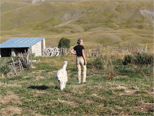 Berlusconi, The Territorial Livestock Guardian Dog