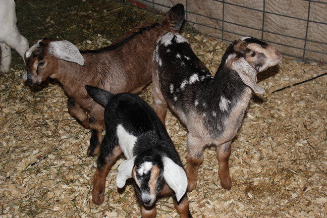 Moo-Tels, Goat Kids and Marinated Cheese at Edgwick Farm