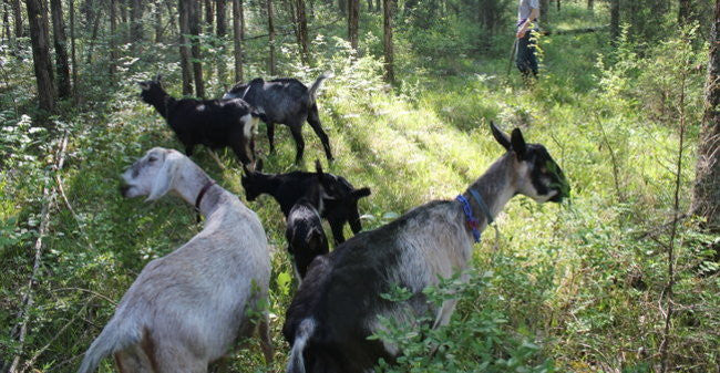 The Beginnings of a Tennessee Goat Herd, From Tennessee