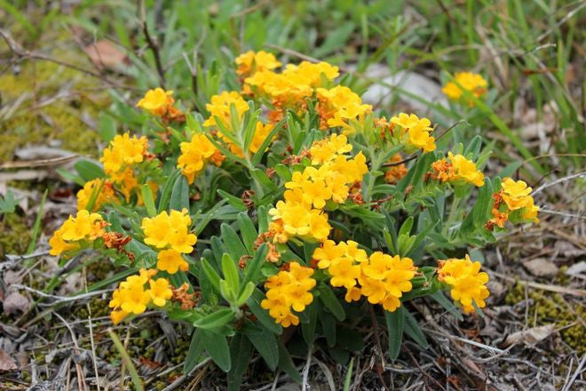 Little Seed's Microclimate: Cedar Glades and Wildflowers