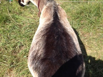 Goat Bloat - Treating One of Our Milking Does