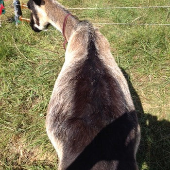 Goat Bloat - Treating One of Our Milking Does