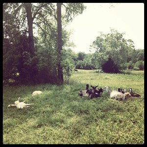 Getting Started With the Goats and Dogs on Pasture