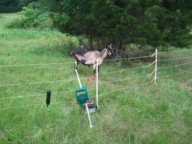 Rotationally Grazing the Goats on Pasture