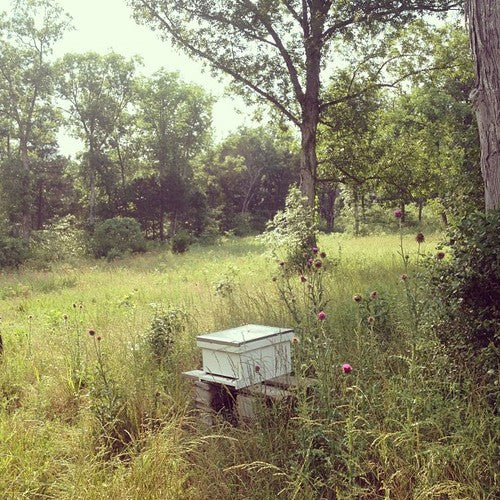 To Be The Land of Milk and Honey - Beginning Beekeeping