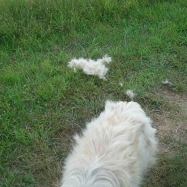 Dog Coat Blowin' In the Wind