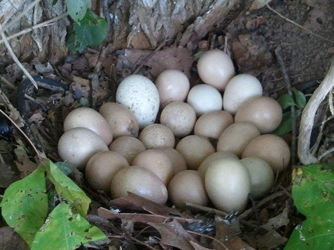 Broody Guinea Update - Nest Raided