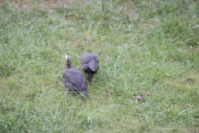Guinea Keet Hatching Success - First Births on the Farm