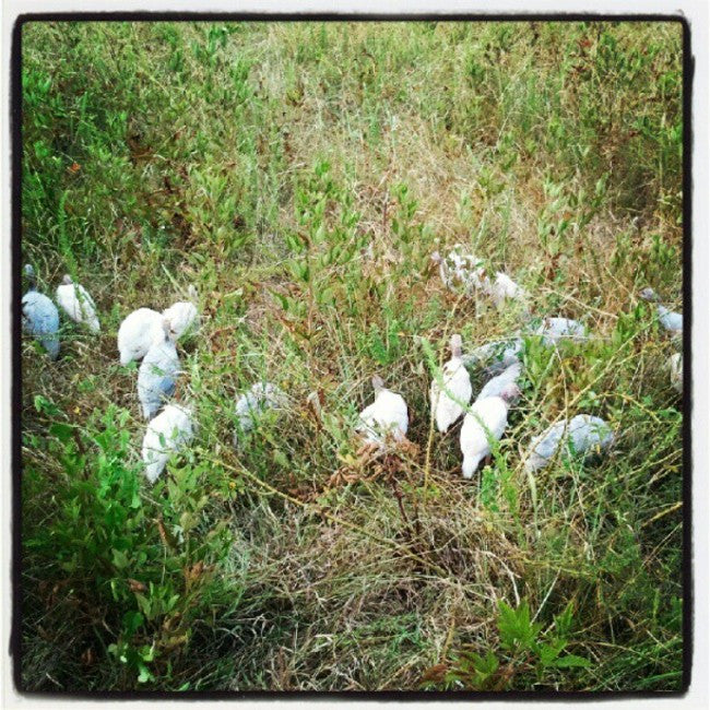 Of Guineas and Guard Dogs