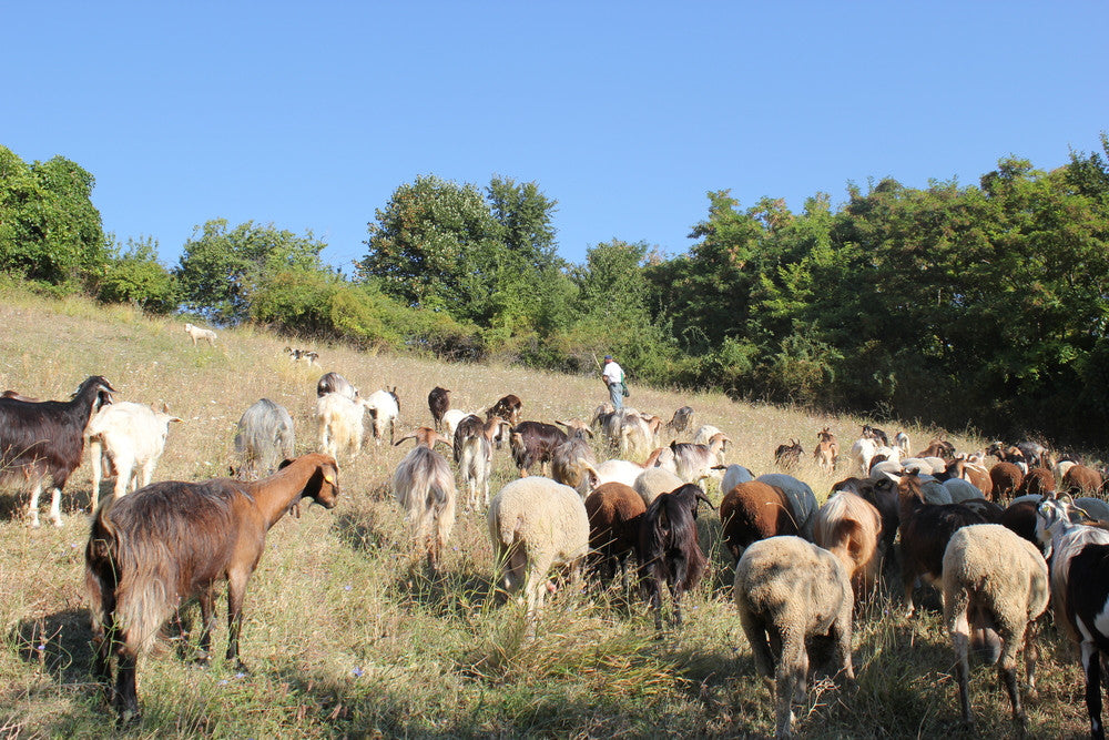 The Fading Art of Transhumance