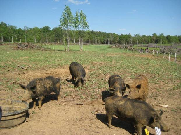 Farm Hopping: Meat & Cheese at Nature's Harmony Farm