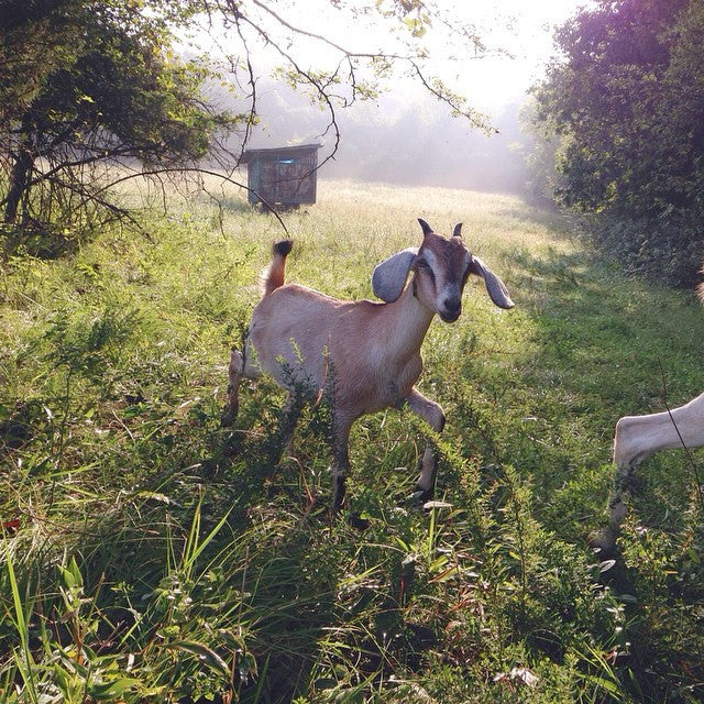 Using Animals as Lawn Mowers: Pros and Cons