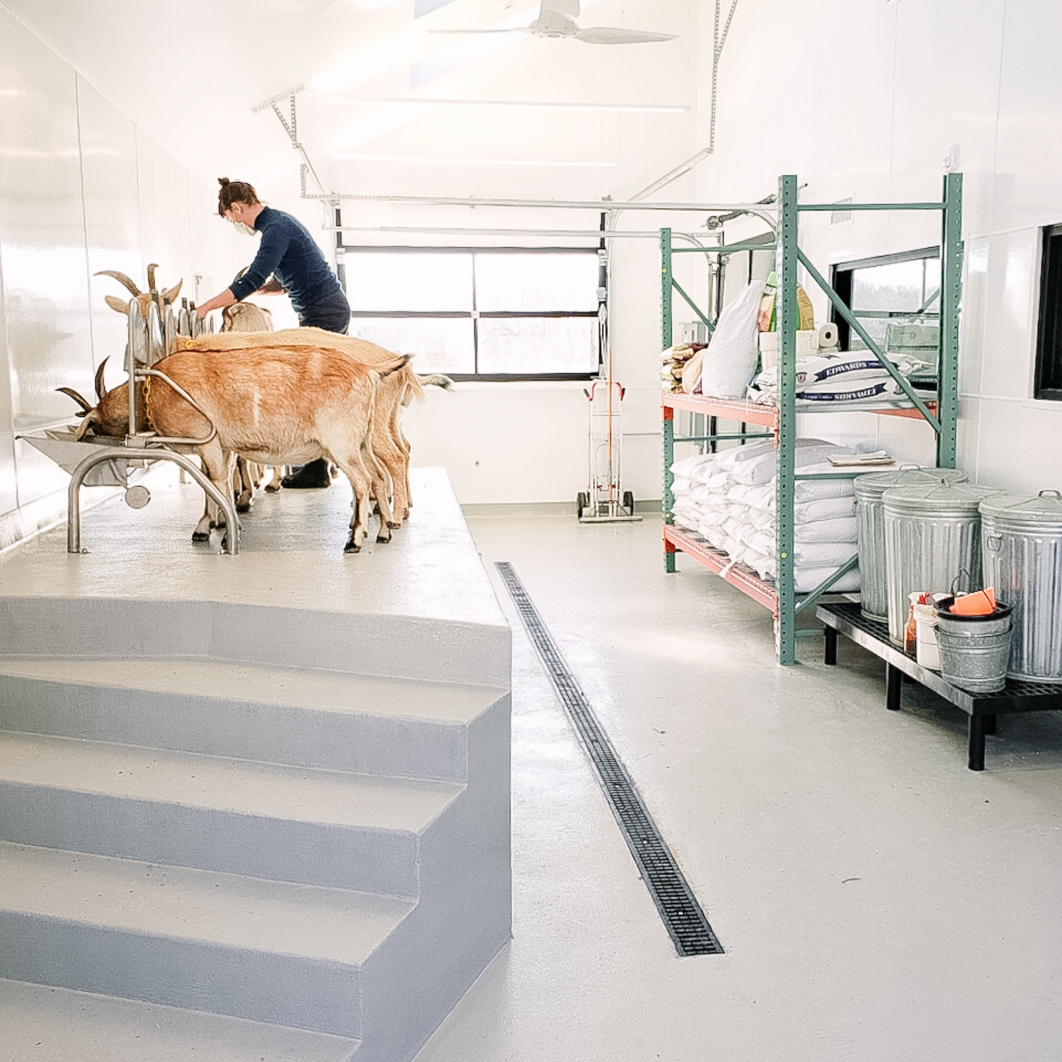 How It Started... How It's Going - The Milking Parlor Edition