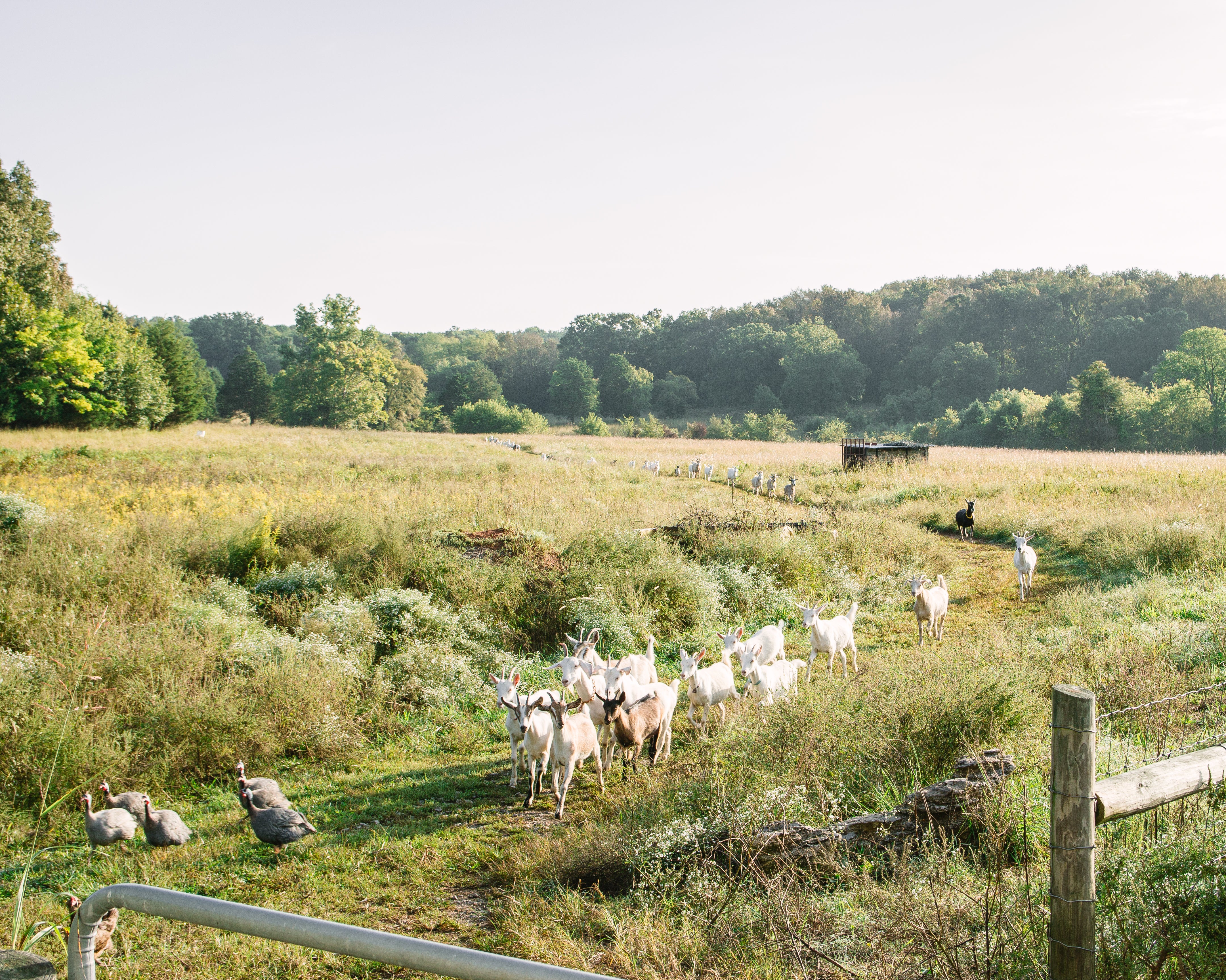 How Goats and Grasslands Change the World