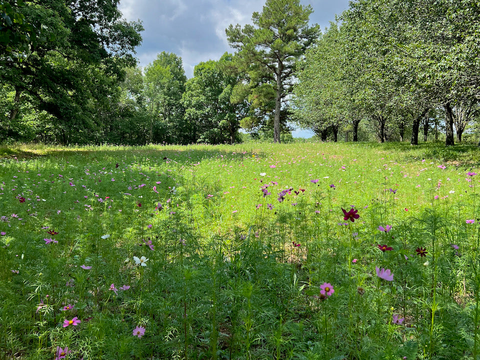 From Lawn To Wildflower Meadow