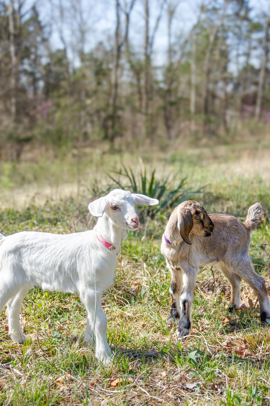 Baby Goats are Here! Help us name them. – Little Seed Farm