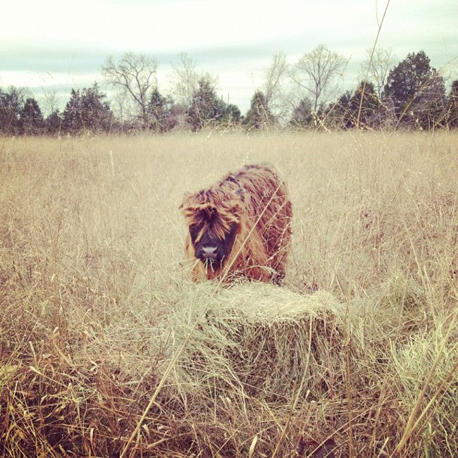 Grazing in the Winter - Speed Up or Slow Down Rotations?