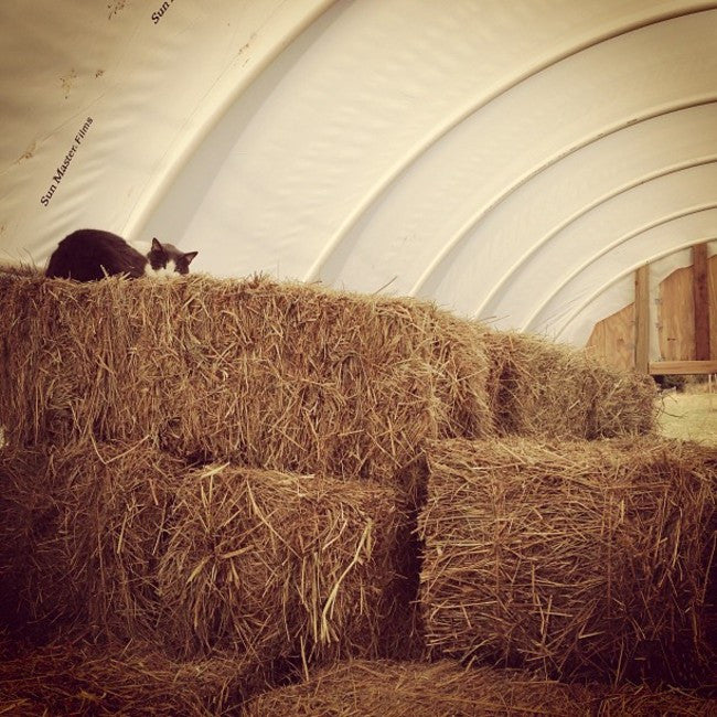 Hoophouse in Bad Weather