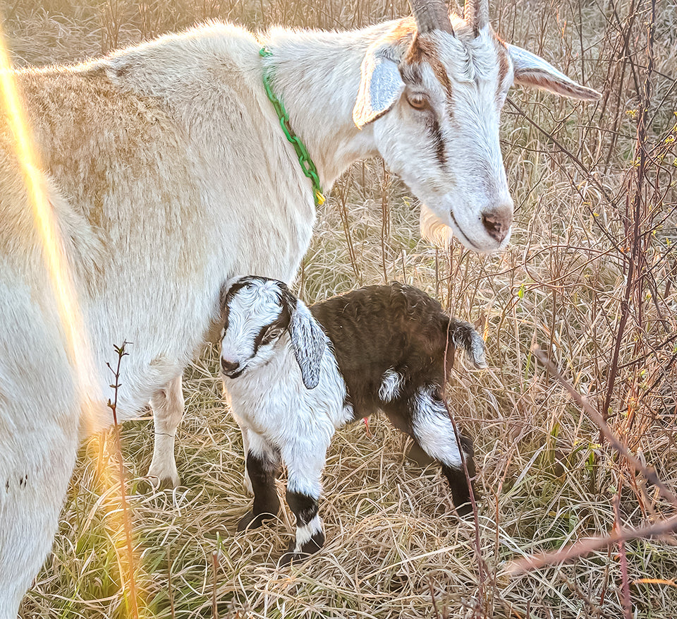 The 2024 Mother's Day Gift Guide Little Seed Farm