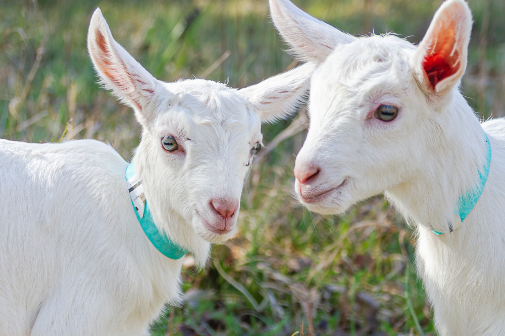 Why Rotational Grazing Matters (And What It Has to Do With Skincare)