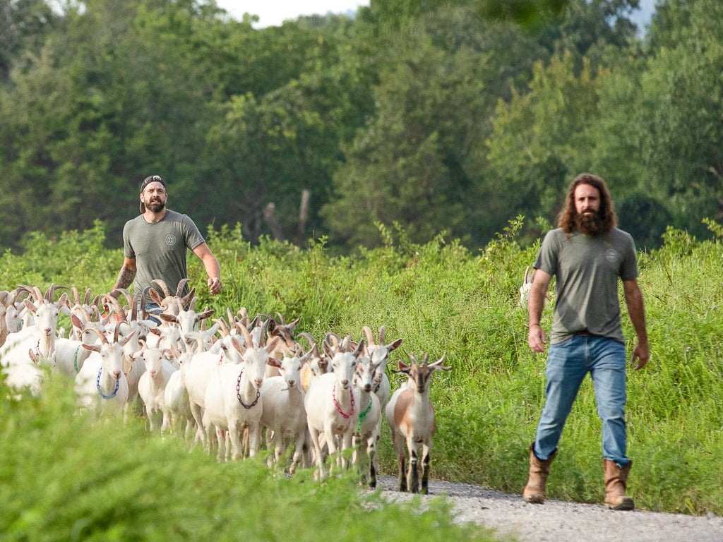 From Pasture to Lather