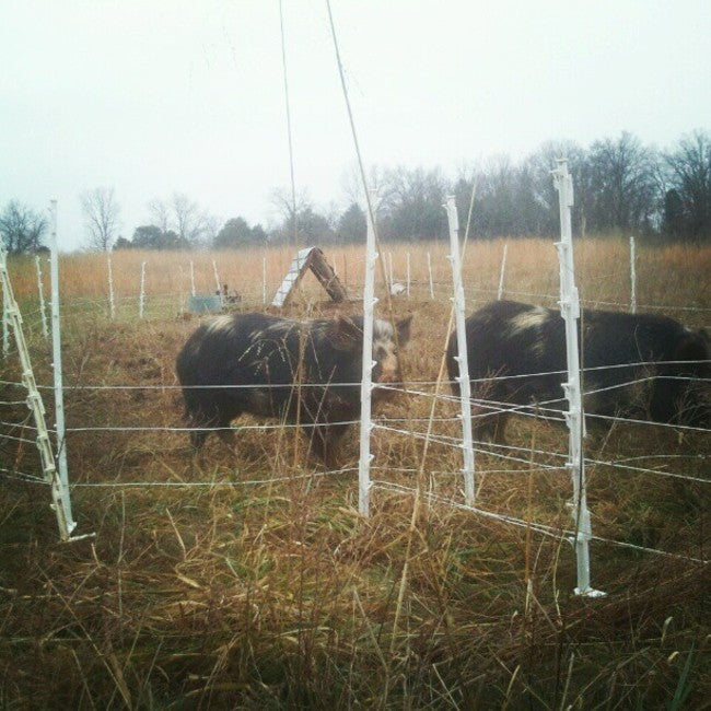 Rotationally Grazing Pigs