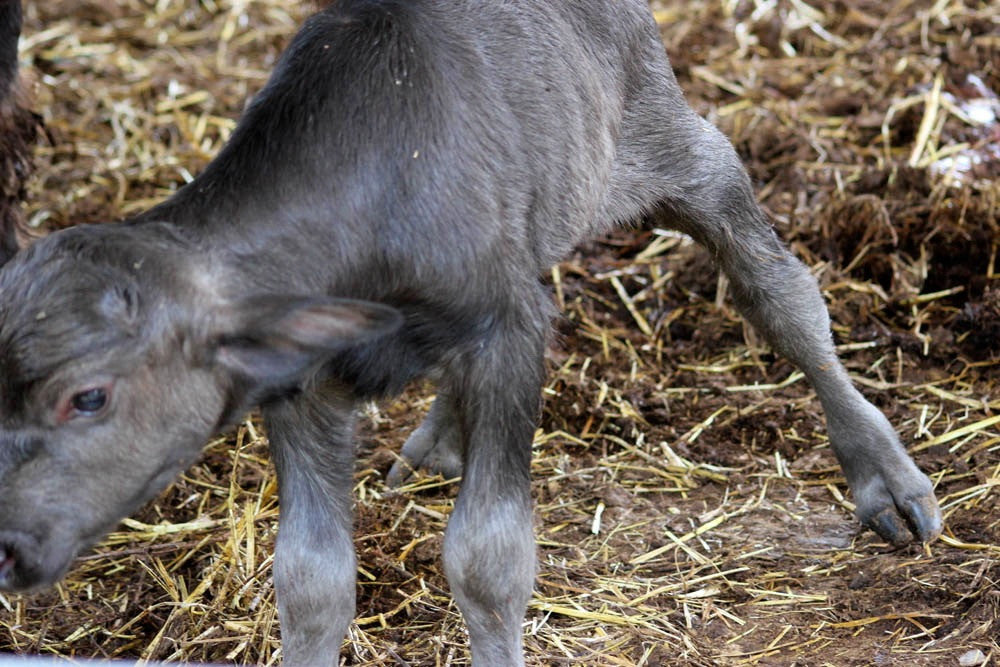 Water Buffalo First Steps. I melt!
