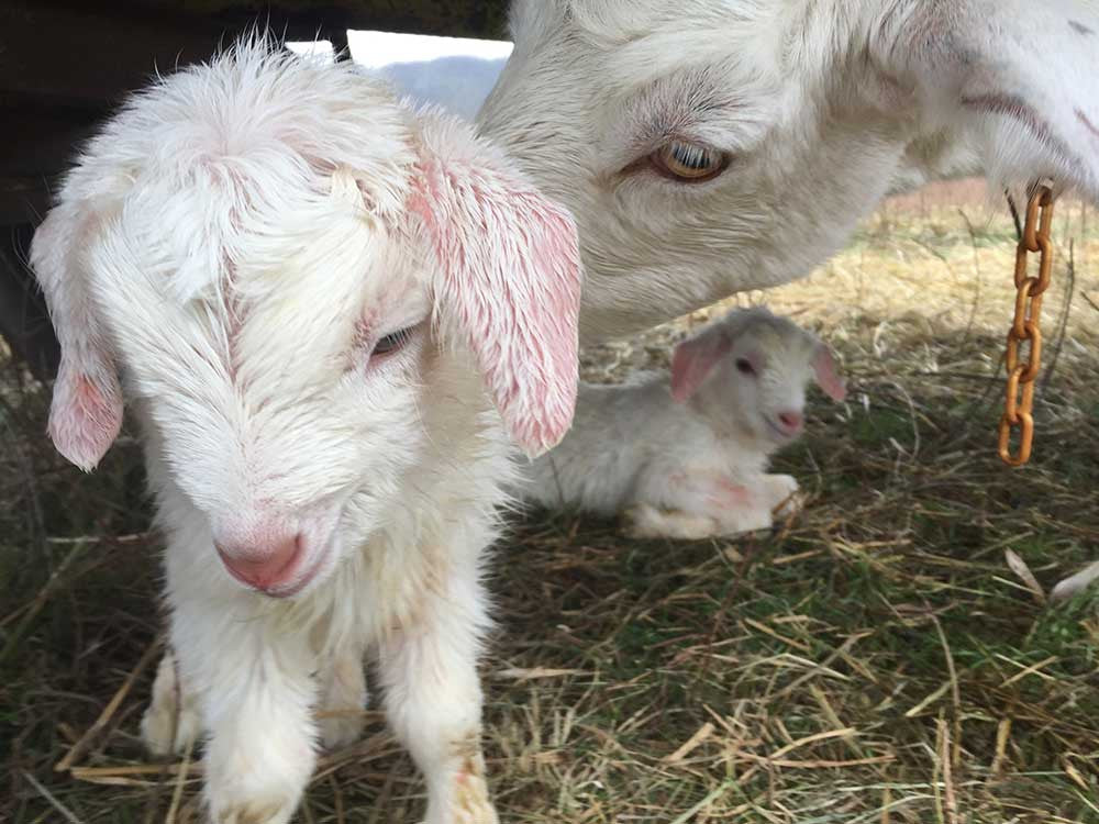 Born on the Farm