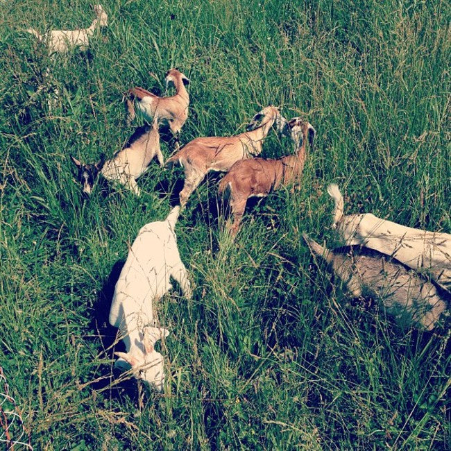 Baby Goats on Pasture