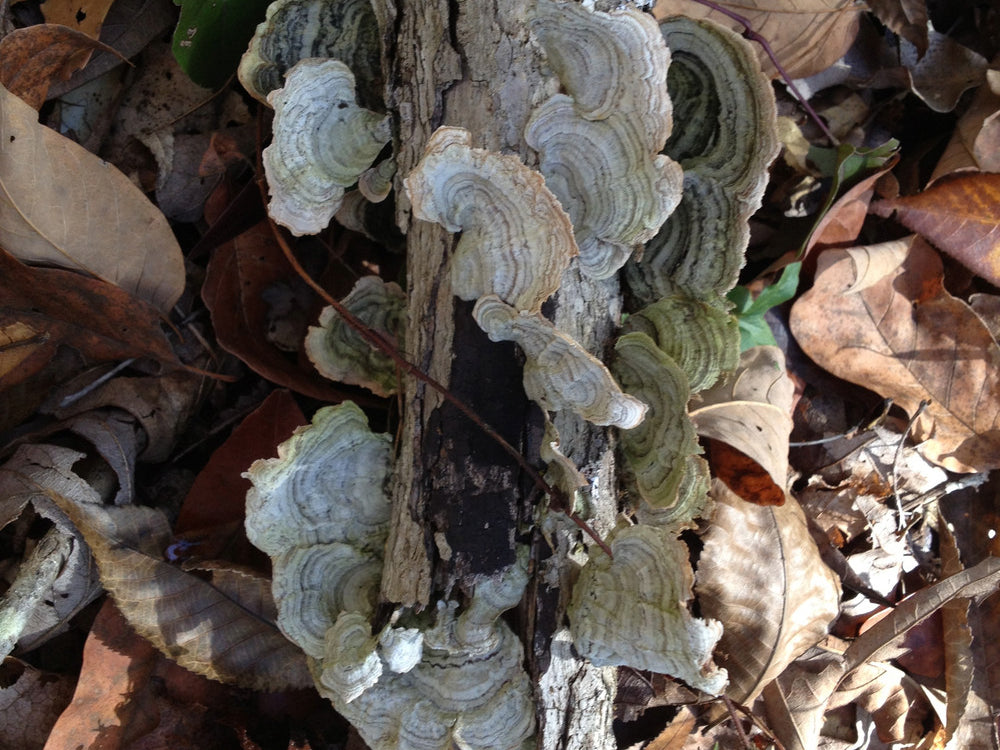 Come Walk With Me - Mushroom Foraging