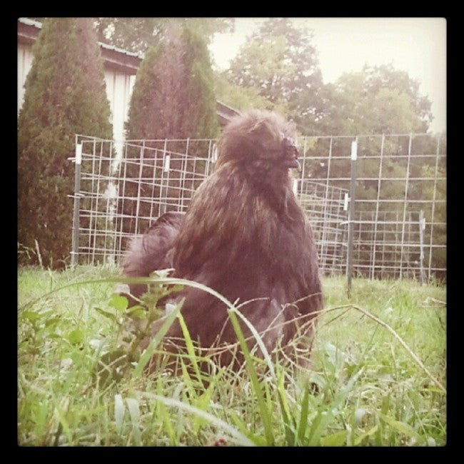 Feeding, or Not Feeding, the House Birds