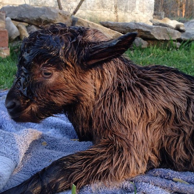 Goat Kidding Season A Success